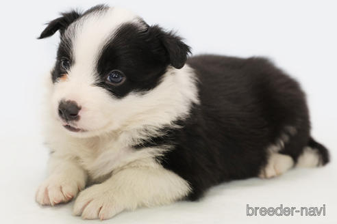 成約済の神奈川県のボーダーコリー-202269の2枚目